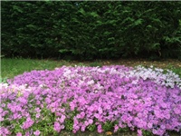 dd98e751-20160503 phlox.jpg